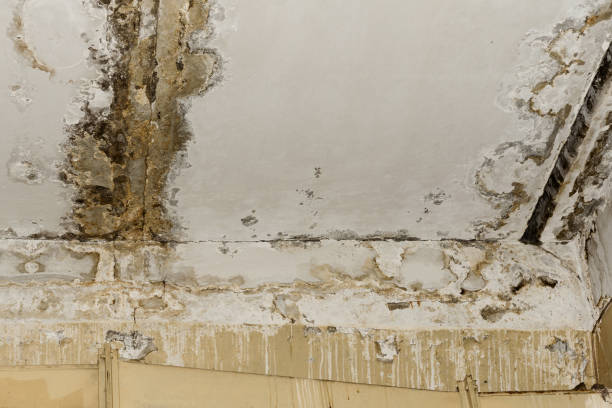 Best Residential Mold Inspection & Testing  in North Richmond, CA
