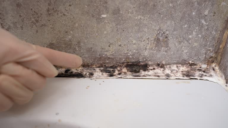 Best Comprehensive Air Testing for Mold Contaminants  in North Richmond, CA