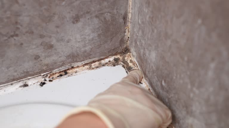Best Basement Mold Removal  in North Richmond, CA