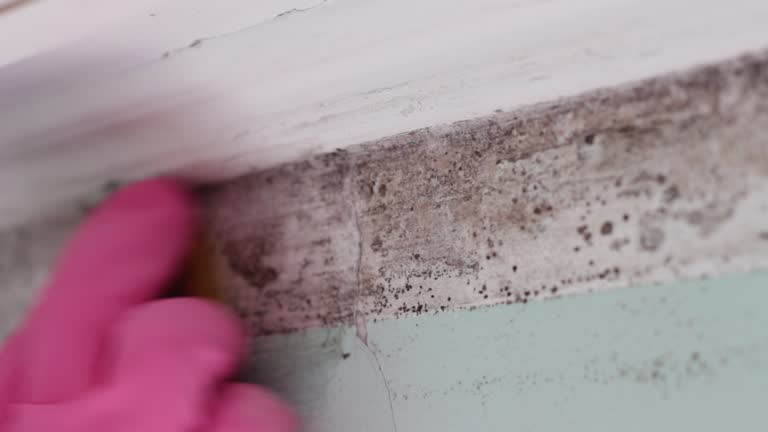 Best Biohazard Mold Removal  in North Richmond, CA